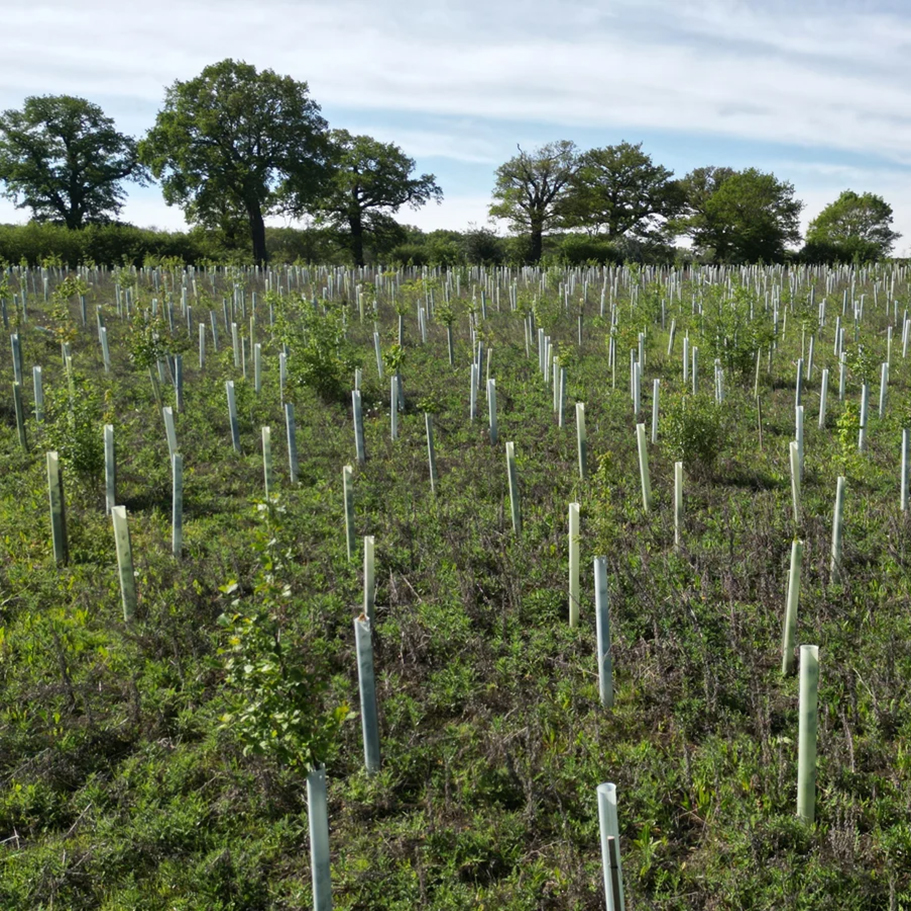 field of freshly planted trees